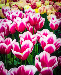 pink and white tulips