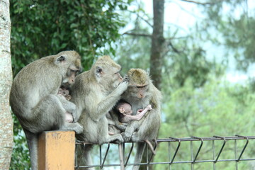 a group of monkeys gathered to wait for the distribution of food