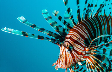 lionfish  blue background