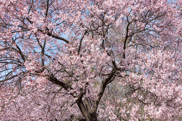 高遠小彼岸桜　タカトオコヒガンザクラ