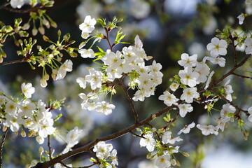 Obraz premium 公園で咲く桜の花
