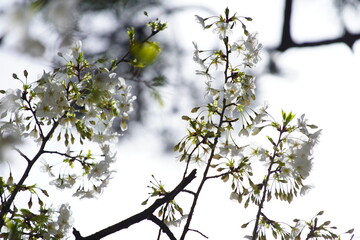 公園で咲く桜の花