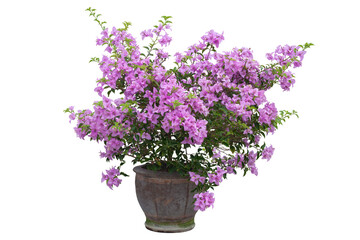 Beautiful purple Bougainvillea flower bloom in brown pot isolated on white background.