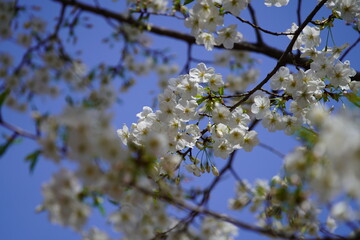 公園で咲く桜の花