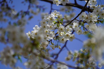 公園で咲く桜の花