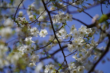 公園で咲く桜の花