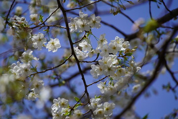 公園で咲く桜の花