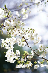 公園で咲く桜の花