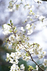 公園で咲く桜の花