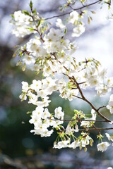 公園で咲く桜の花
