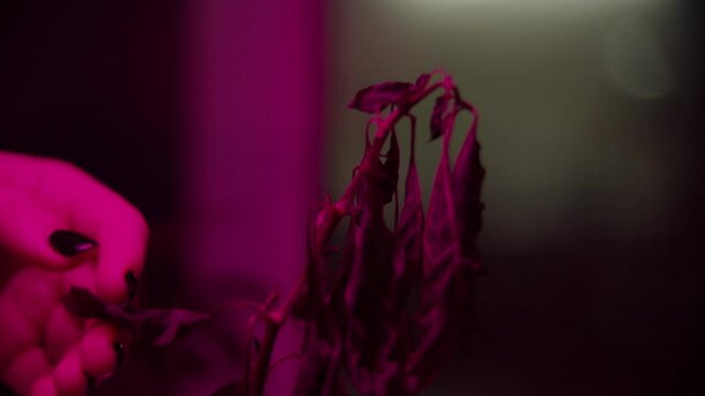 Hand touches withered leaves of homemade pepper or paprika. A dying plant. Improper care of the potted plant. Red lamp for the plant. Dried or dead leaves. Black withered leaves 