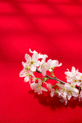 花見　和室　茶室　毛氈　赤いカーペット　春の訪れ