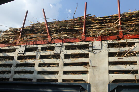 Truck are used to transport the harvested cane to our factories every crushing season.