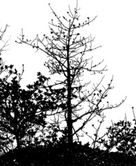 Kapok tree branches forest plant flower season vector background material illustration detailed