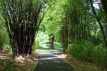 path in a bamboo forest