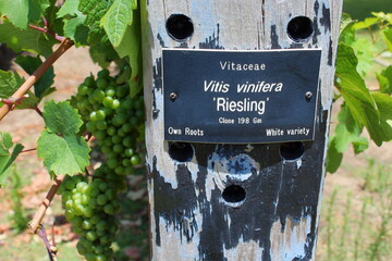 Riesling sign in a winery, South Australia 