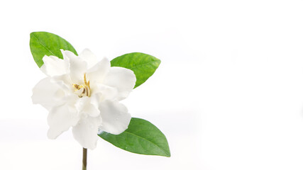 Gardenia jasminoides flower isolated on white background.