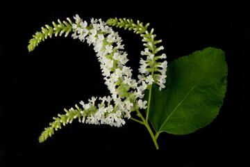 Buddleja paniculata , Butterfly Bush flowers on black background.
