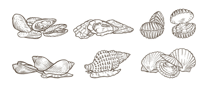 many kind of shellfish hand drawn illustrations