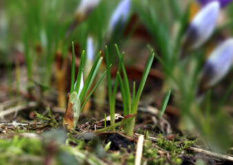 Crocus (plural: crocuses or croci) is a genus of flowering plants in the iris family. Flowers close-up on a blurred natural background. The first spring flower in the home garden