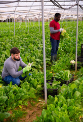 Farmers work in a greenhouse - harvest and clean mangold. High quality photo