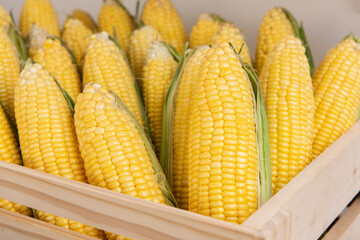 Fresh corn fruits on nature background.