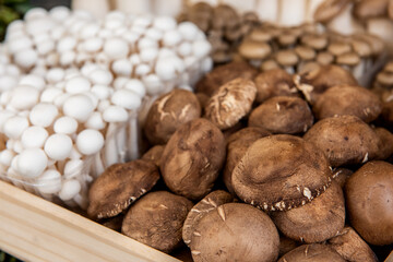 Shiitake Mushroom on nature background.