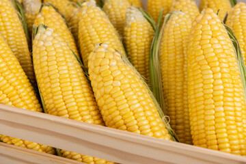 Fresh corn fruits on nature background.
