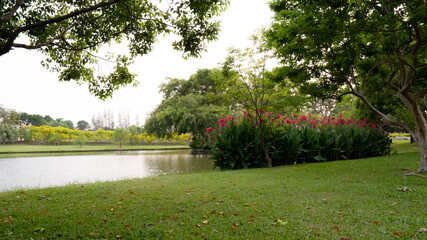 All kinds of trees in the park in Thailand.