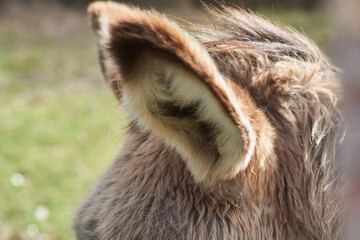 Fototapeta premium oreille d'âne