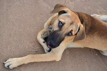 Brown Thai dog on the beach