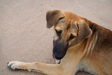 Brown Thai dog look at ground on the beach