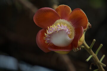 Cannonball flower In temple In Thailand.