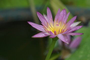 Close up beautiful pink lotus flower in blooming