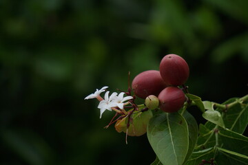 Close up Carunda or Karonda in the garden in Thailand