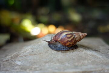 a snail walking on a rock. wild snails move around in search of food. slow-moving, cone-shelled animal