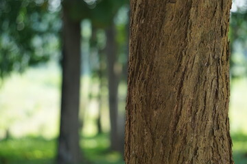 Old tree in the park in Thailand