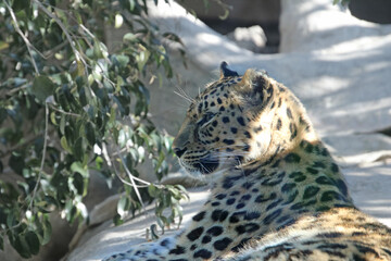 Amur Leopard looking to the left