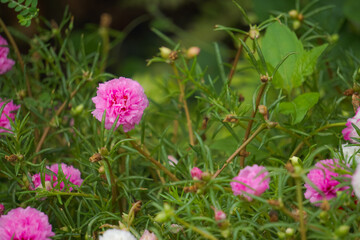Pink flower, Portulaca Grandiflora, portulaca, Japanese rose, Moss roses, and yellow pollen in the middle with green leaves blur backdrop