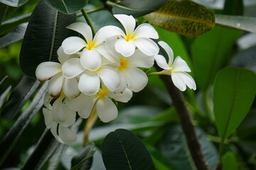 Plumeria flower with nature background