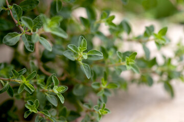 Thyme branch green leaves on nature background.