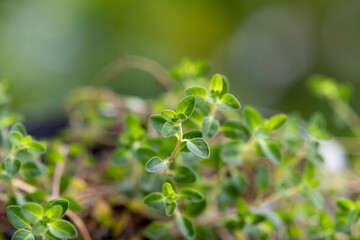 Thyme branch green leaves on nature background.