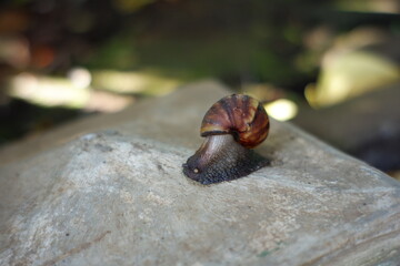 a snail walking on a rock. wild snails move around in search of food. slow-moving animal shells