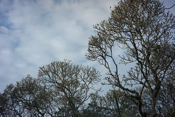 frangipani tree branches against a cloudy sky backdrop. fresh morning natural background