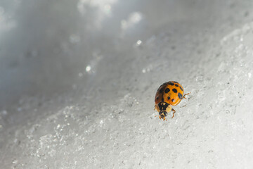 Ladybug on white snow in winter, close up