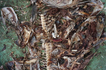 a collection of fish bones in a basket for cat food. food trash lying on the floor. dirty and...