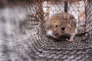 A brown rat (Rattus norvegicus) or common rat inside a cage in the natural light.


