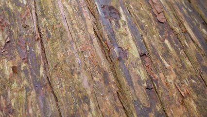 木の皮（ テクスチャ）