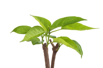 Gymnema inodorum branch green leaves isolated on white background.