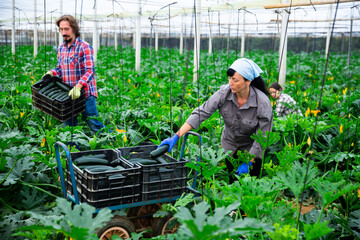 woman and man harvesting crops in greenhouse